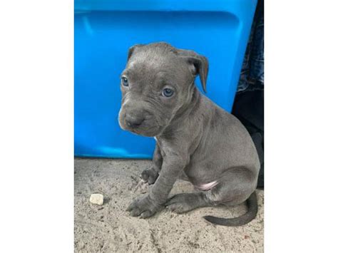 full blooded blue nose pitbull for sale